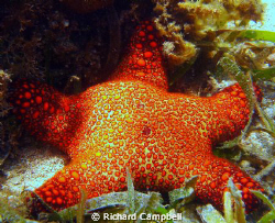 Sealife  DC 1000... by Richard Campbell 